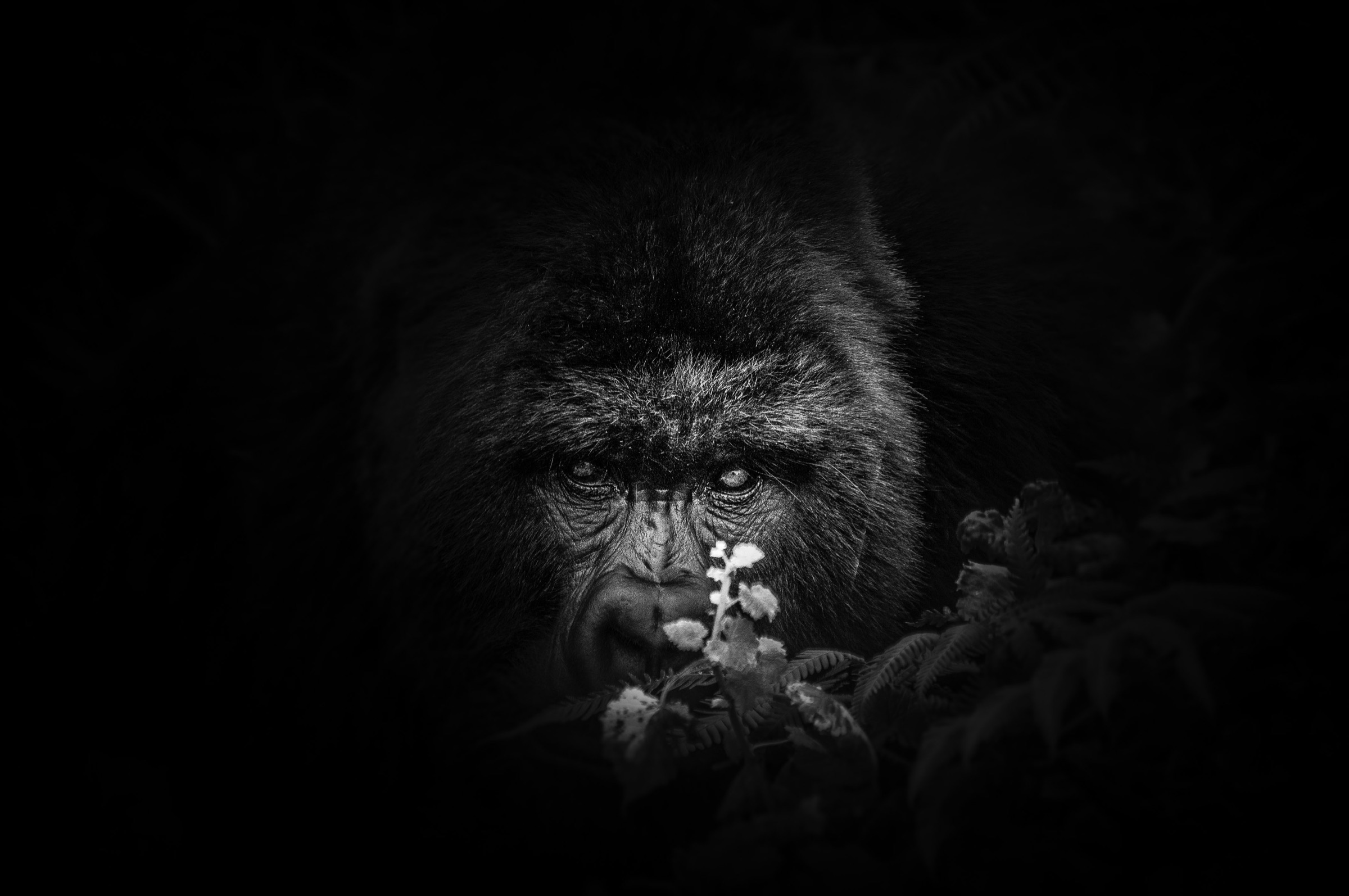 Gorilla Trek, Rwanda