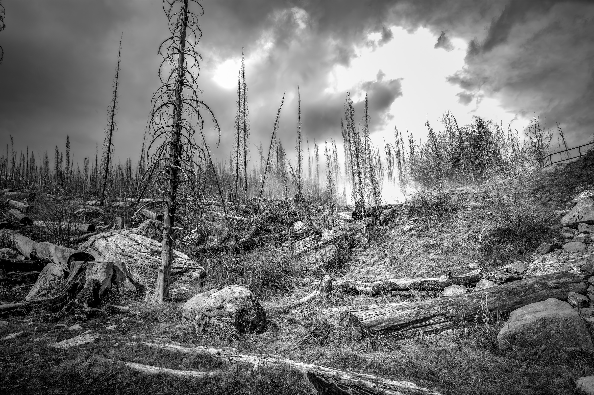 Jasper After the Fire