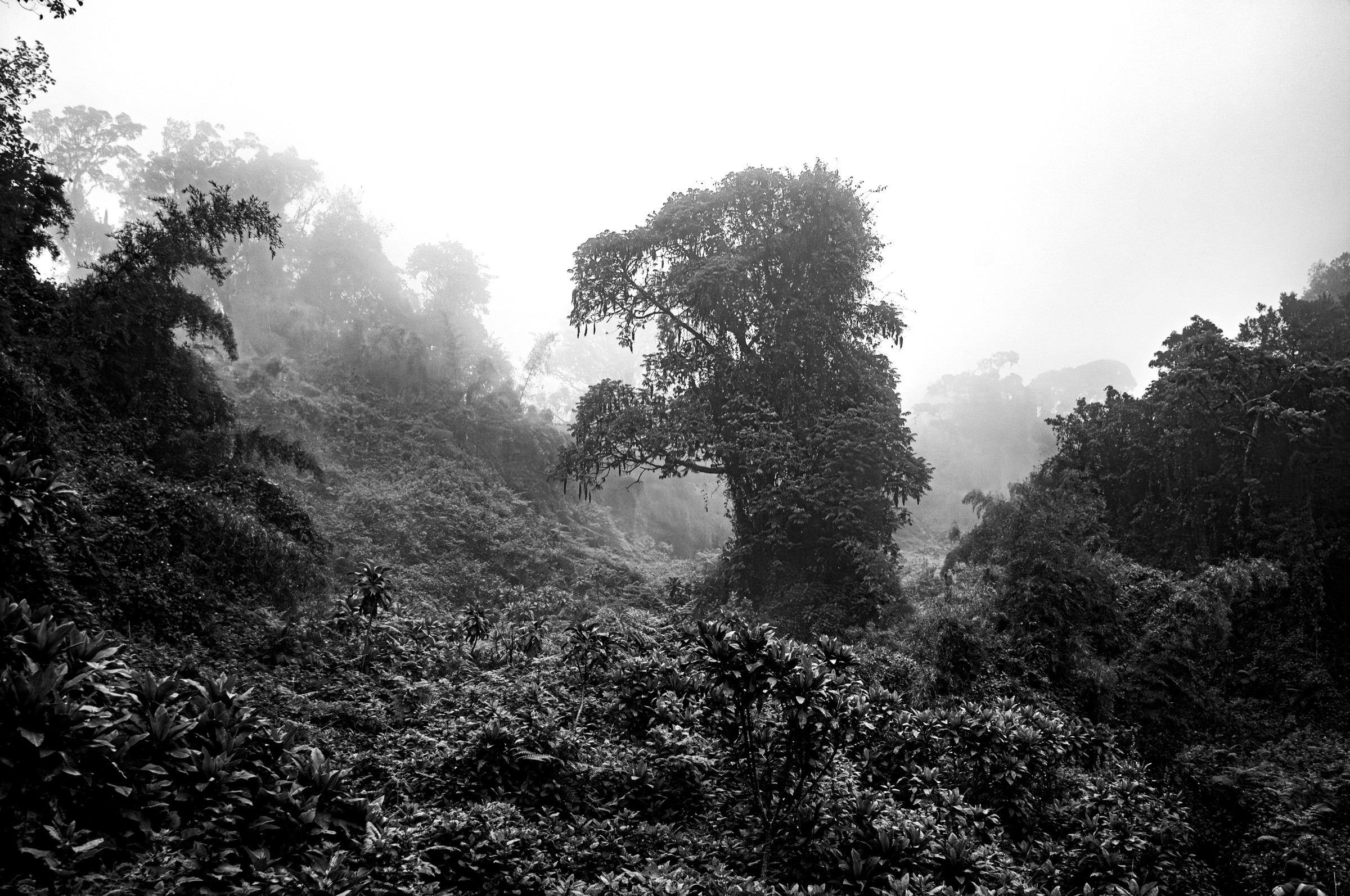 Forest in Mist, Rwanda
