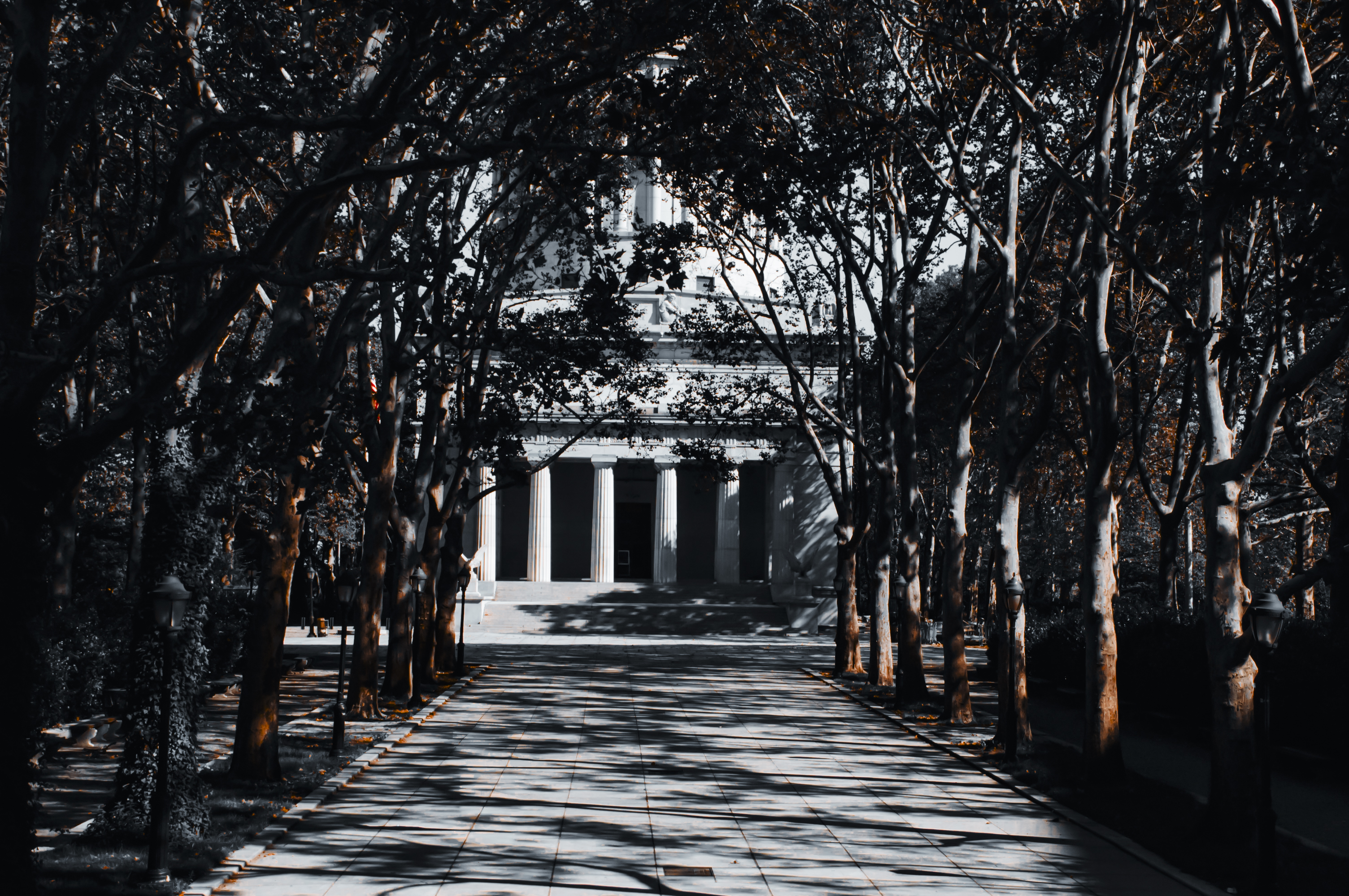 New York architecture through the trees
